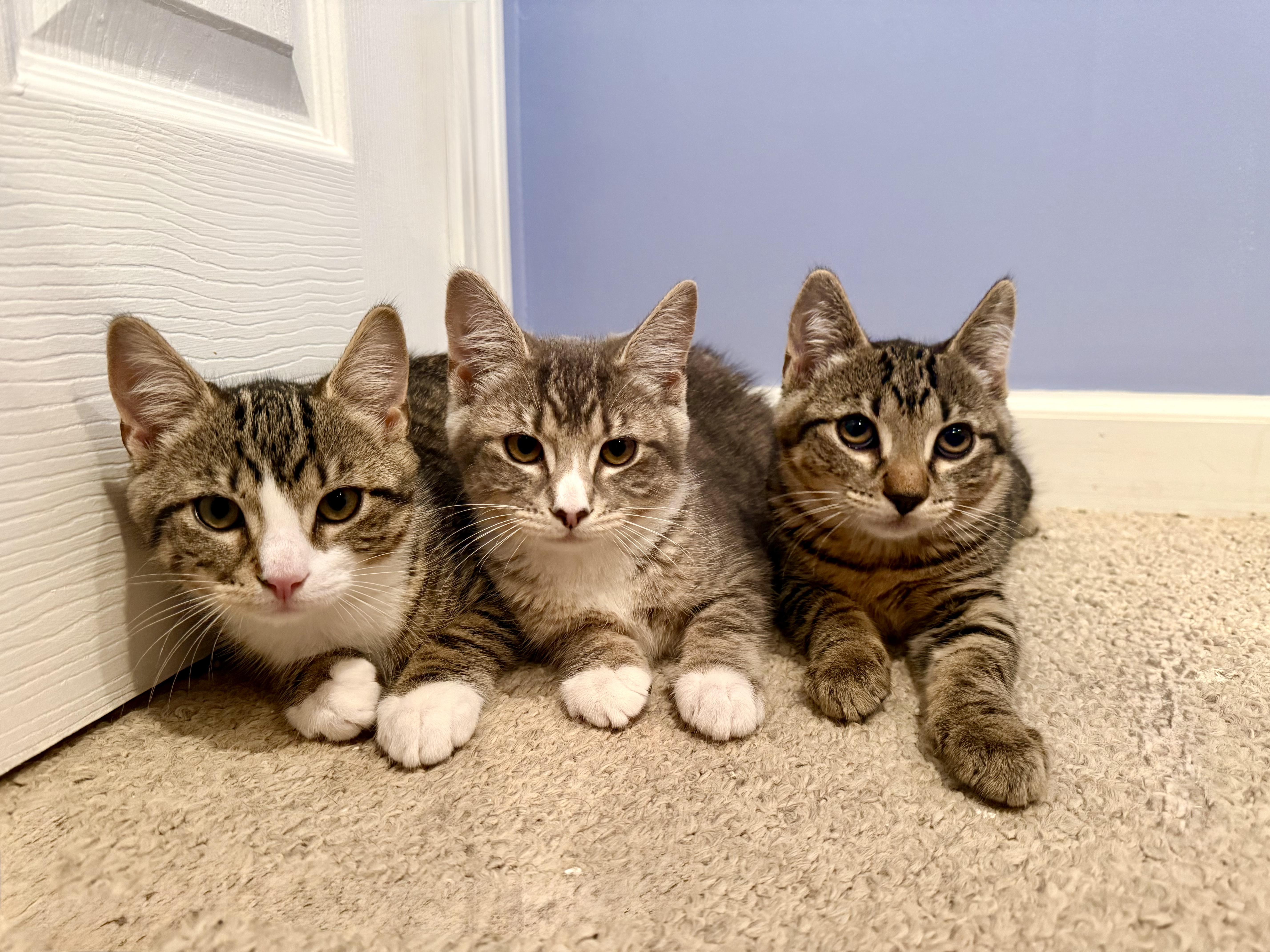 Kittens Kimmy, Timmy and Mocha, ADOPTABLE, Kitten Female Domestic Short Hair.