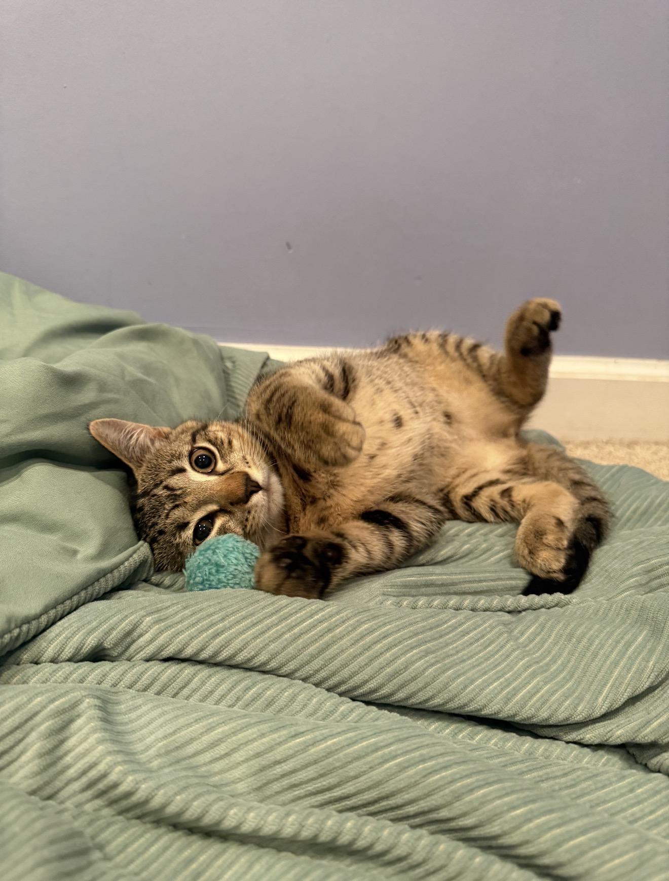Enlarge Mocha, a ADOPTABLE Domestic Short Hair in Westbrook, CT image 1/5