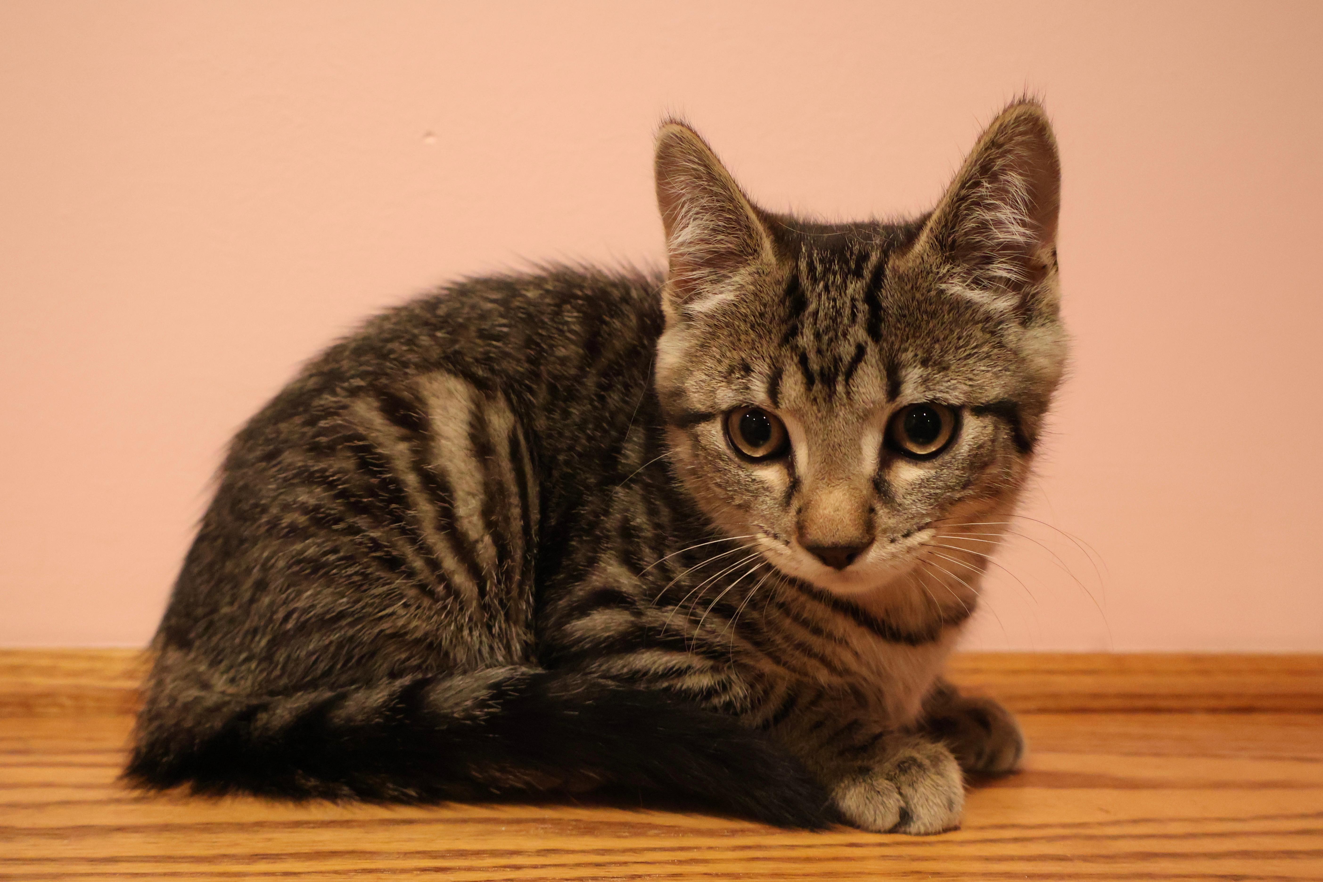 Kittens Kimmy, Timmy and Mocha, a ADOPTABLE Domestic Short Hair in Westbrook, CT image 5/6
