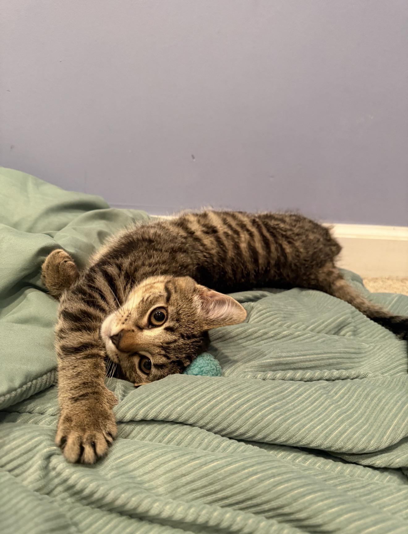 Enlarge Mocha, a ADOPTABLE Domestic Short Hair in Westbrook, CT image 2/5