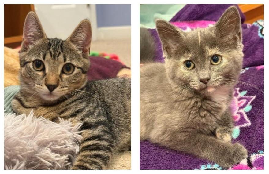 Mocha & Bambi, a ADOPTABLE Domestic Short Hair in Westbrook, CT image 1/6