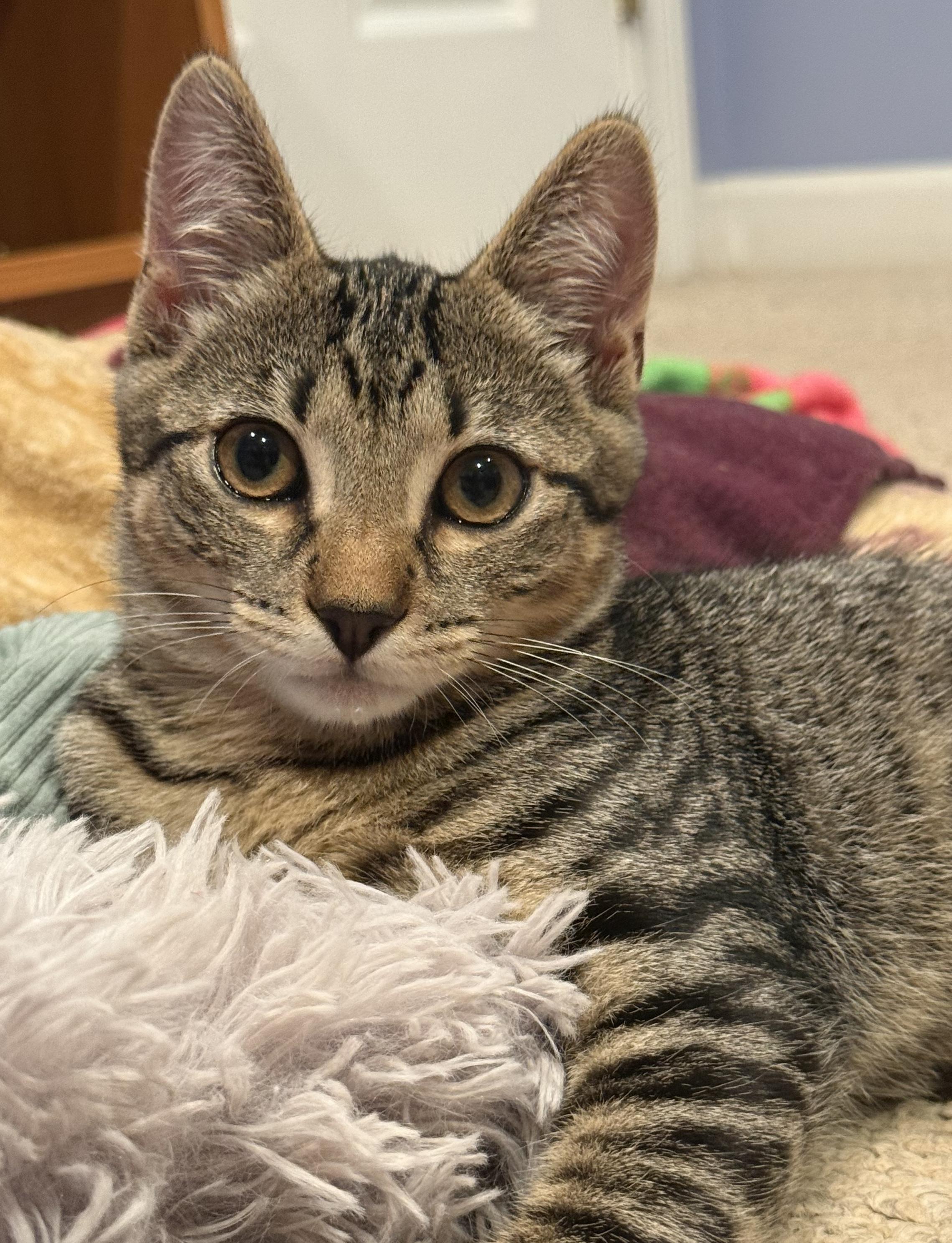 Mocha, Adopted, Kitten Female Domestic Short Hair.