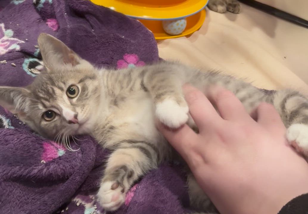 Enlarge Kittens Kimmy, Timmy and Mocha, a ADOPTABLE Domestic Short Hair in Westbrook, CT video 6/6