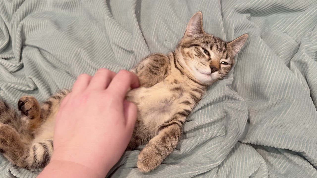 Enlarge Mocha, a ADOPTABLE Domestic Short Hair in Westbrook, CT video 3/5