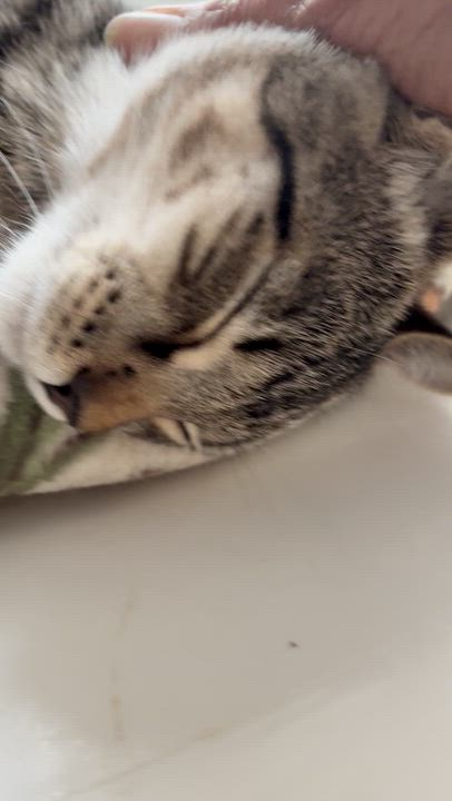 Enlarge Mocha, a Adopted Domestic Short Hair in Westbrook, CT video 2/4