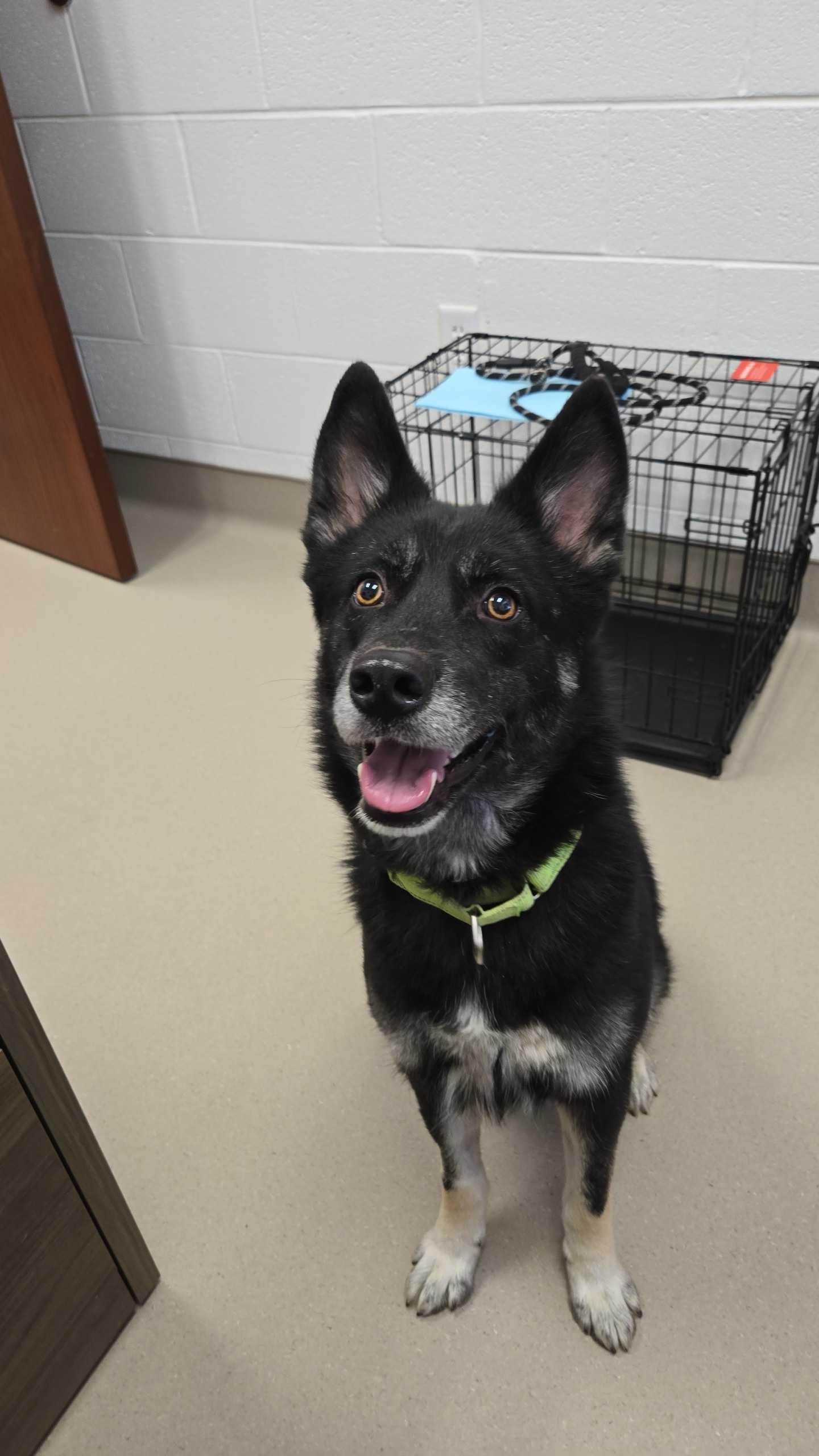 Enlarge Bogoroditse (AKA Gracie), a ADOPTABLE mixed breed in Maidens, VA image 4/5