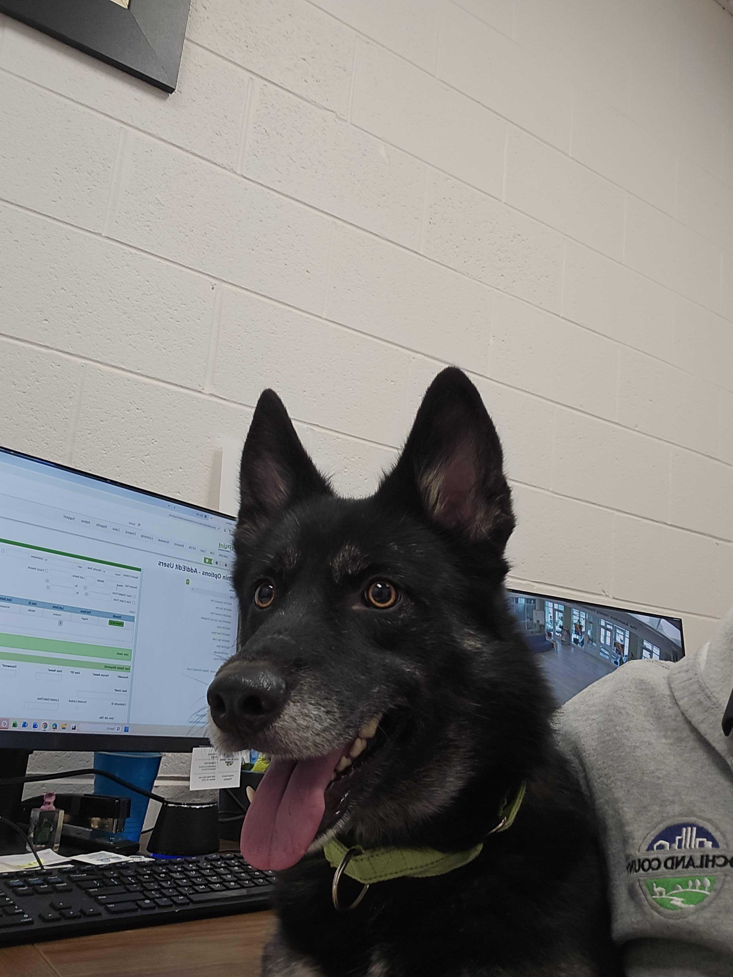 Enlarge Bogoroditse (AKA Gracie), a ADOPTABLE mixed breed in Maidens, VA image 5/5