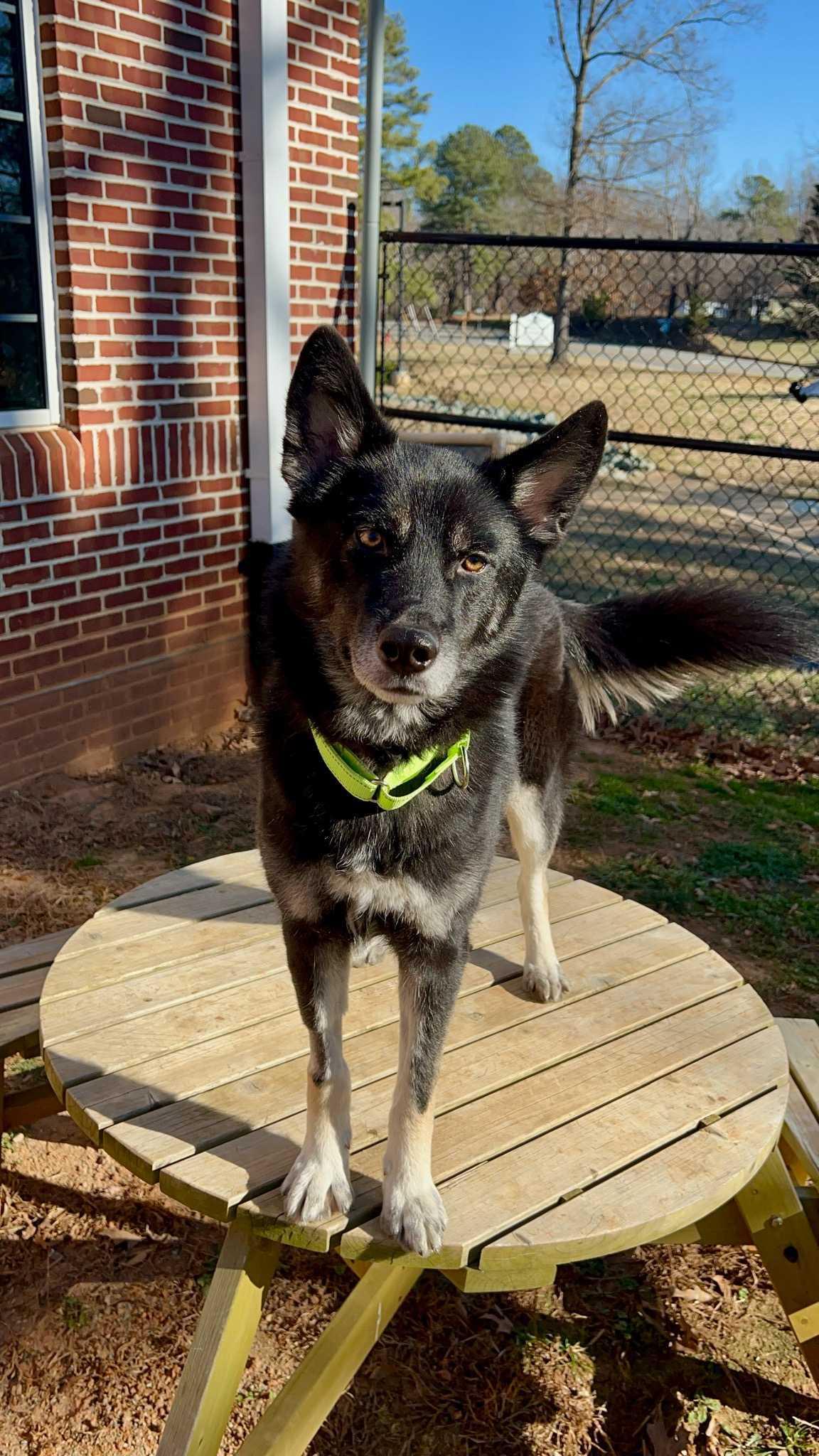 Enlarge Bogoroditse (AKA Gracie), a ADOPTABLE mixed breed in Maidens, VA image 1/5