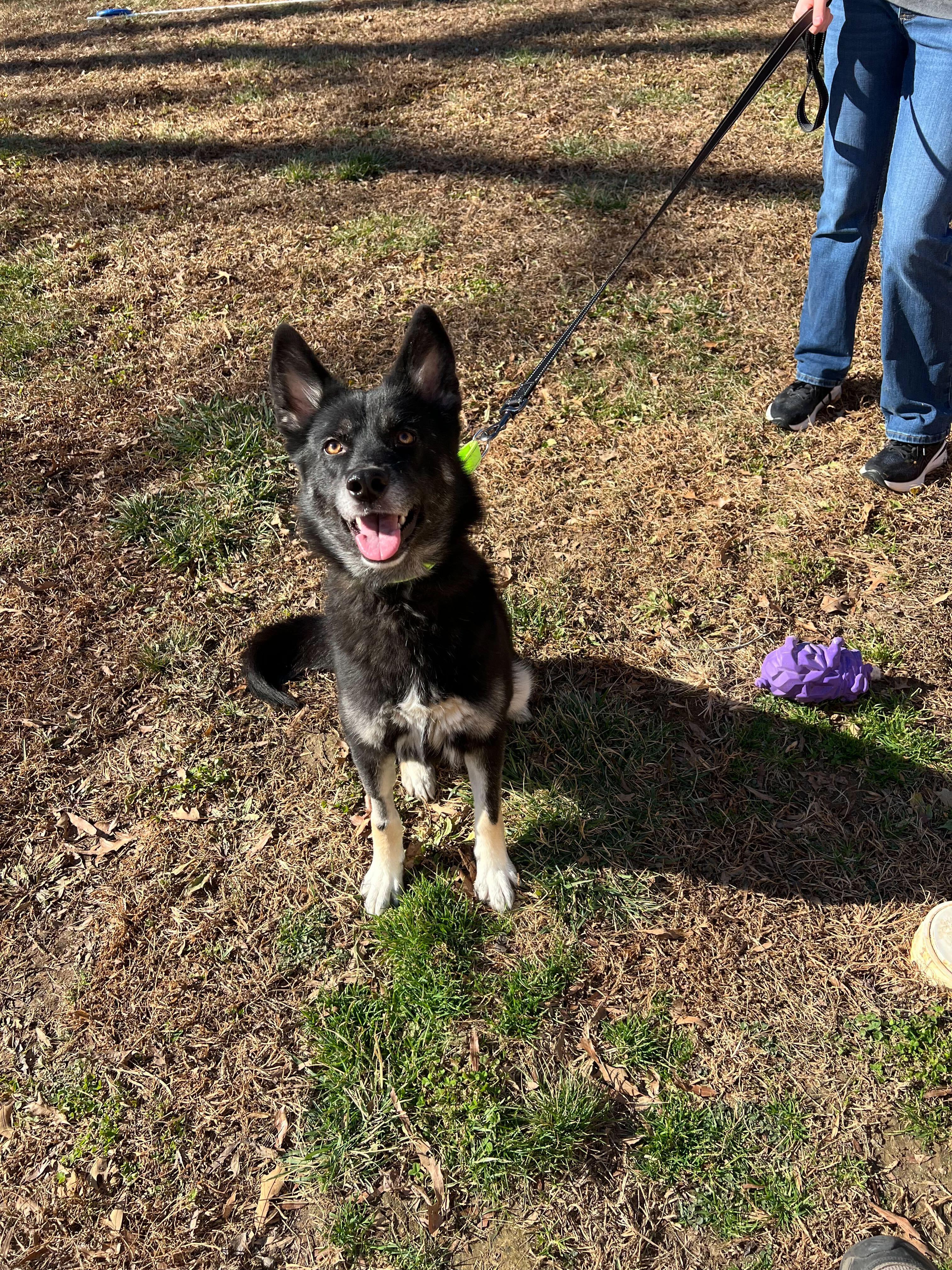 Enlarge Bogoroditse (AKA Gracie), a ADOPTABLE mixed breed in Maidens, VA image 2/5