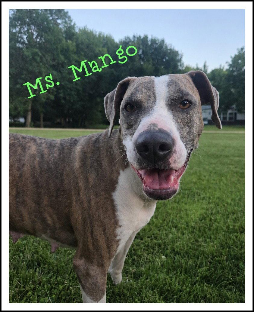 Mango *Sweet, kind, mellow companion*, Adopted, Adult Female Hound & Pit Bull Terrier.