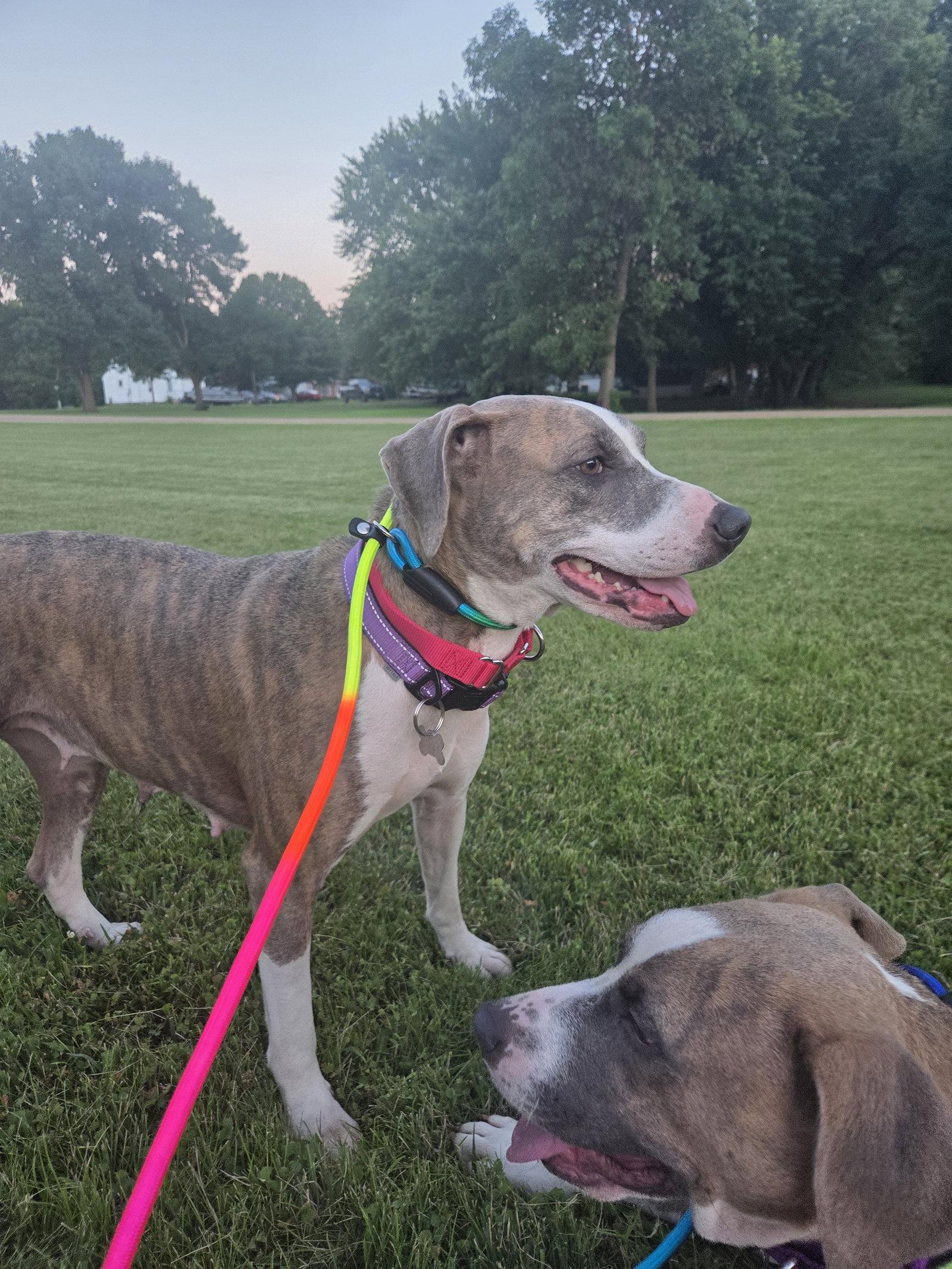 Mango *Sweet, kind, mellow companion*, a Adopted mixed breed in Crystal, MN image 2/3
