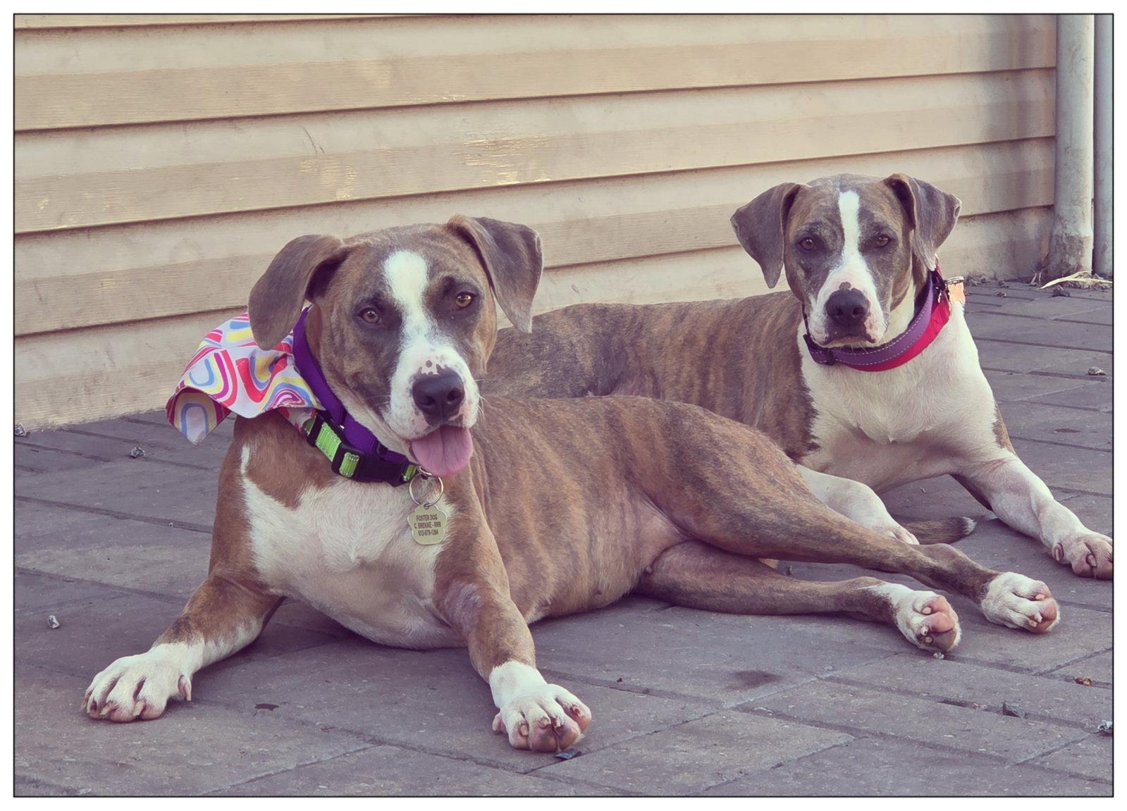 Mango *Sweet, kind, mellow companion*, a Adopted mixed breed in Crystal, MN image 3/3