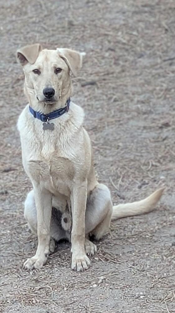 Zeni, Adoptable, Adult Male Retriever.
