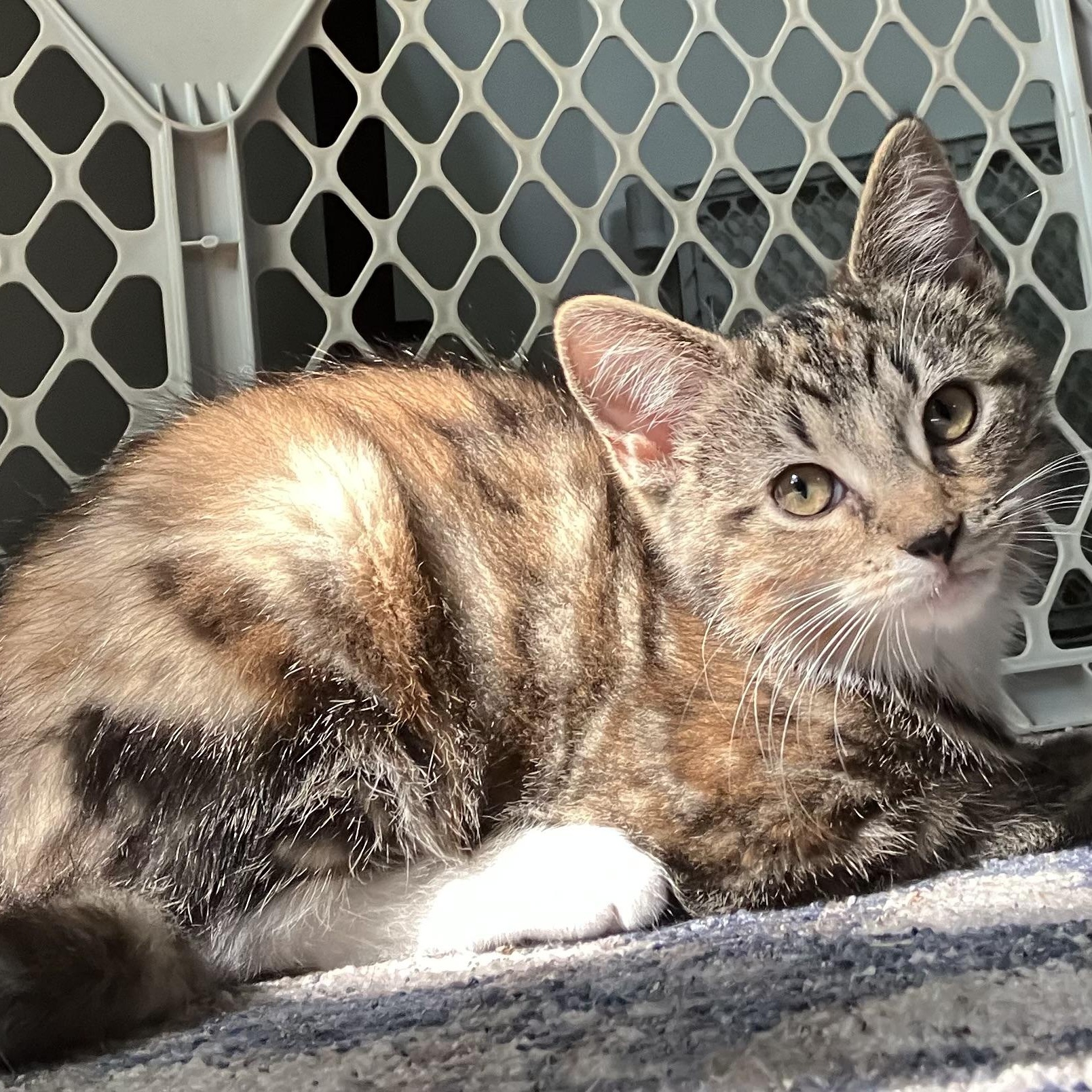 PIPER, Adoptable, Kitten Female Dilute Calico & Domestic Short Hair.