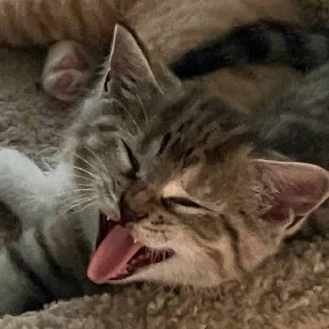 PIPER, a Adoptable mixed breed in Columbus, OH image 3/6