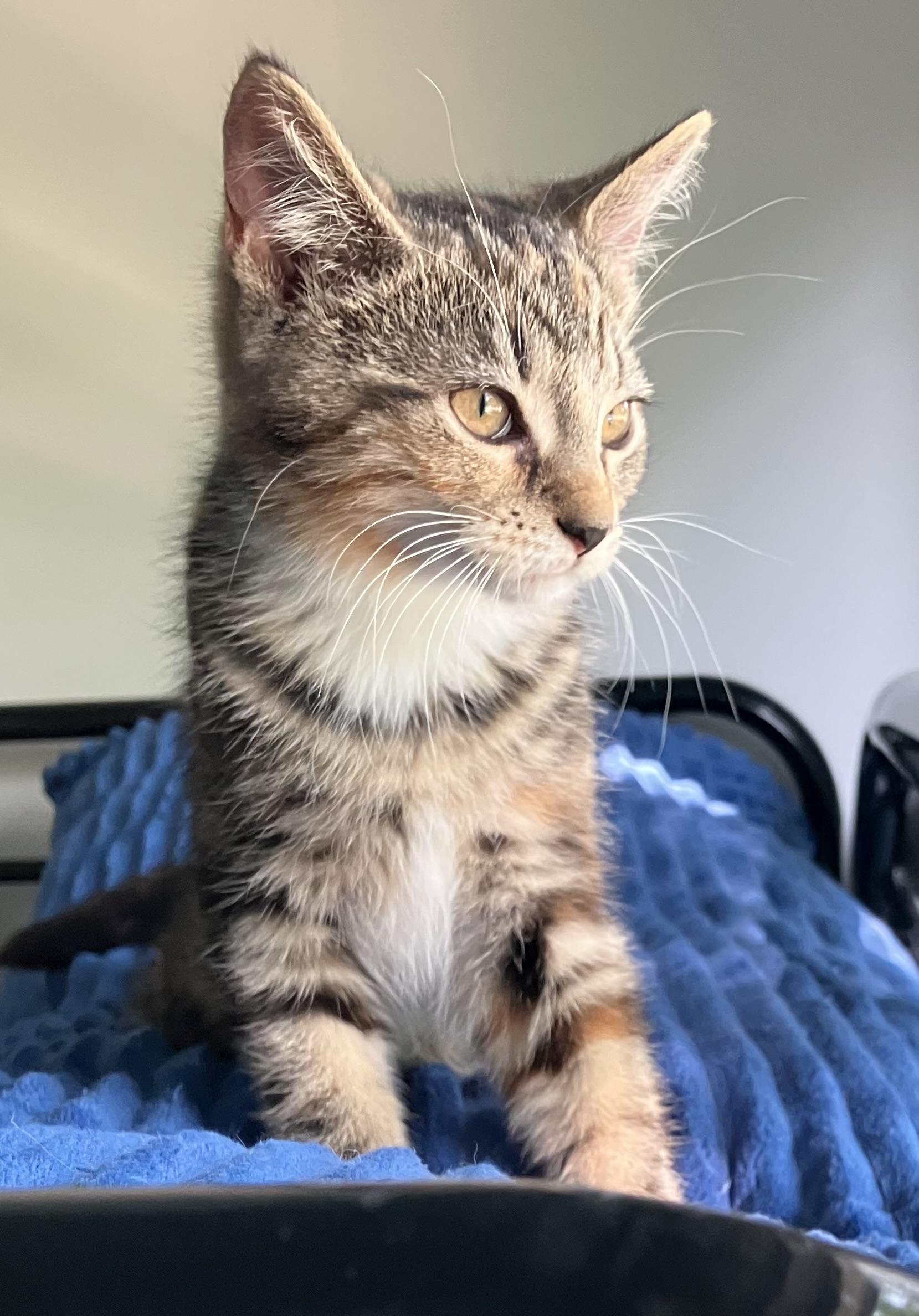 PIPER, a Adoptable mixed breed in Columbus, OH image 2/6