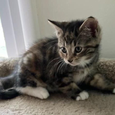 PIPER, a Adoptable mixed breed in Columbus, OH image 5/6