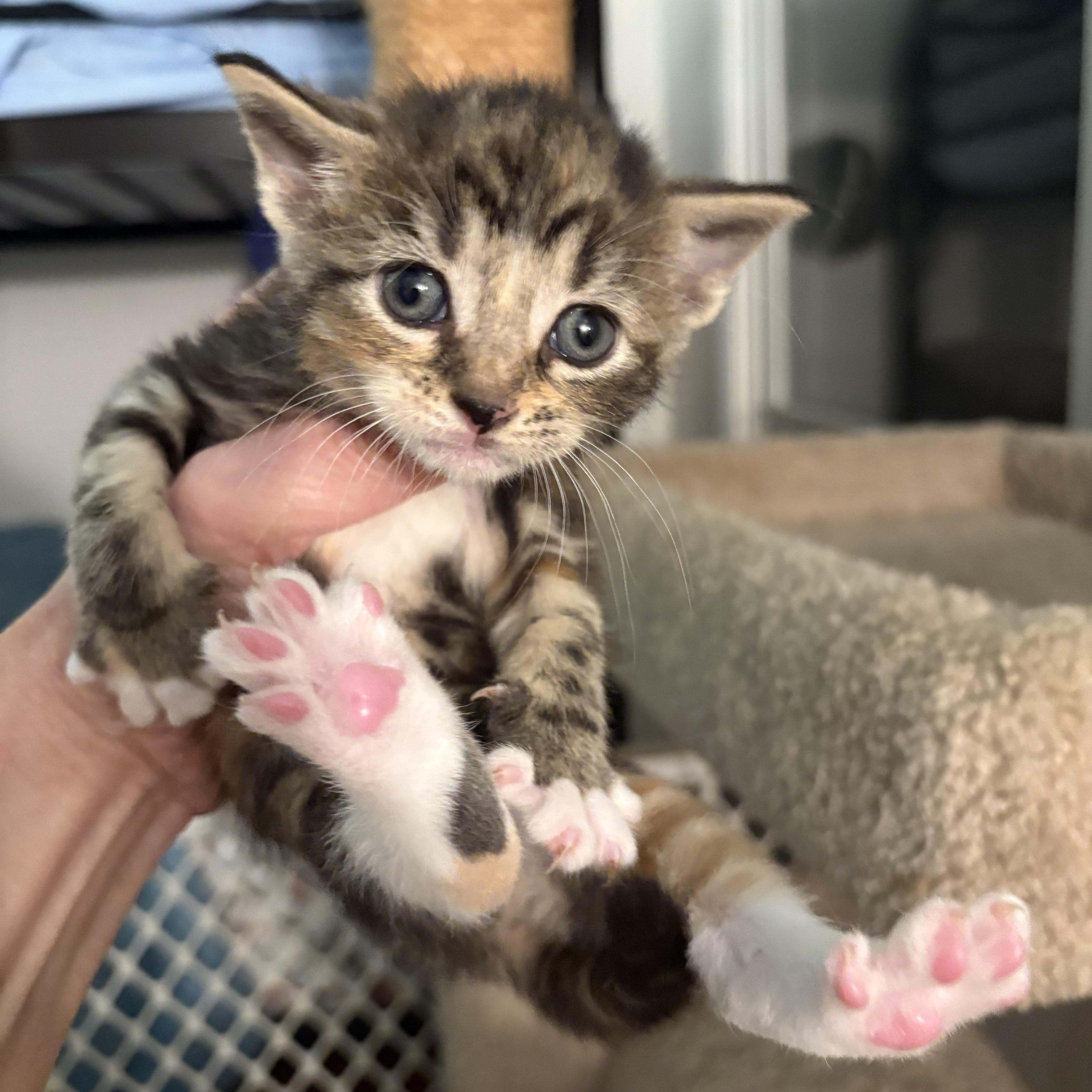 PIPER, a Adoptable mixed breed in Columbus, OH image 6/6