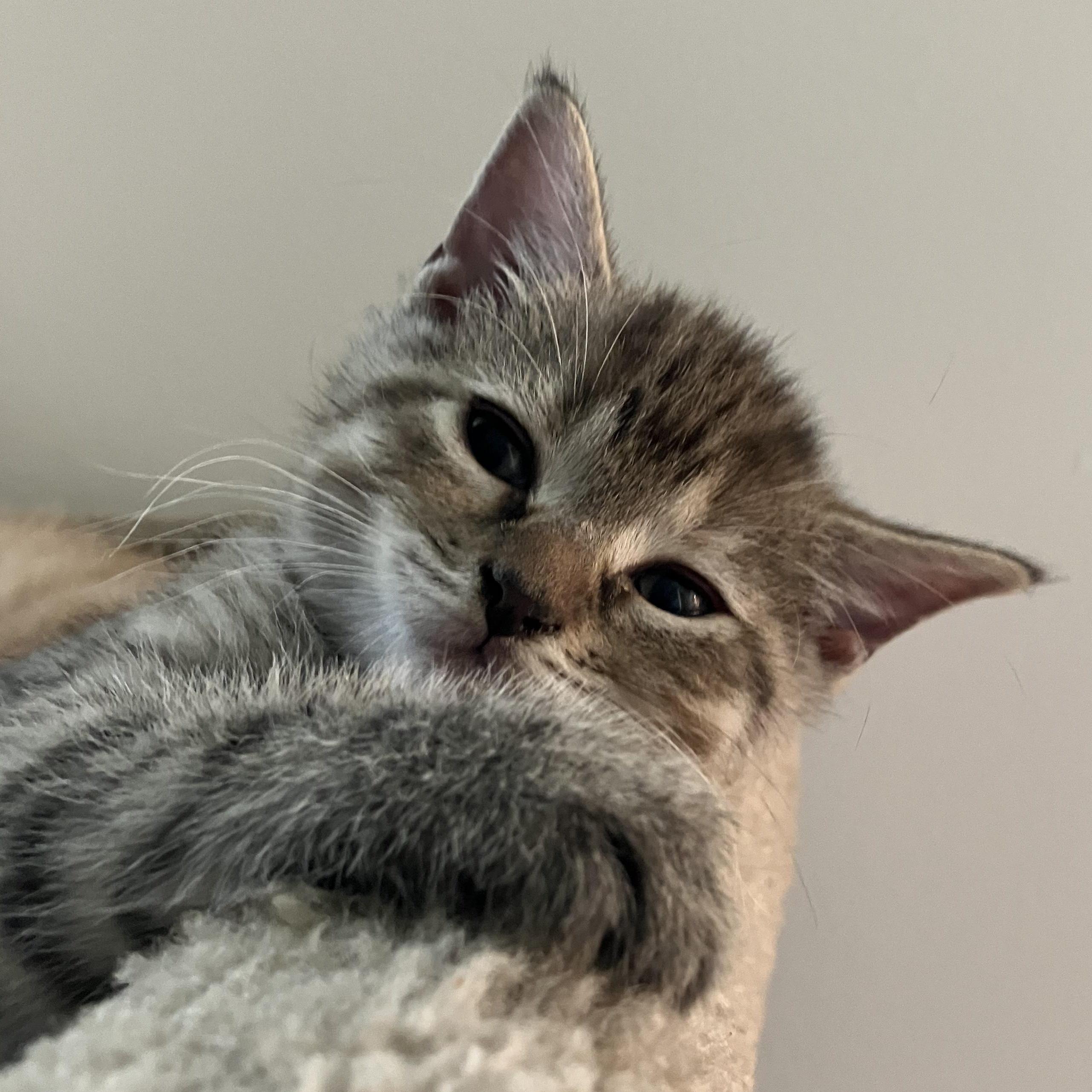 PIPER, a Adoptable mixed breed in Columbus, OH image 4/6