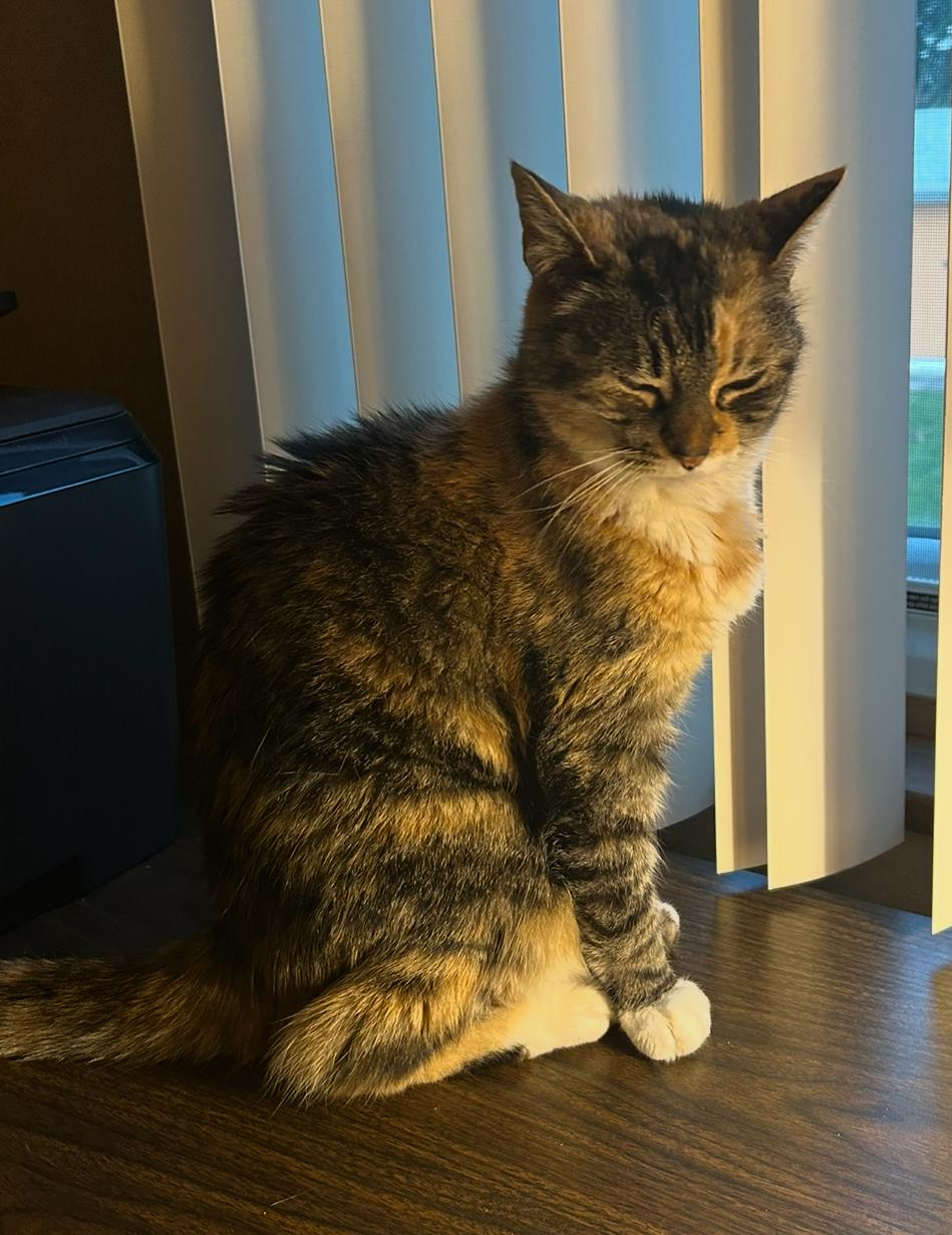 Binky, Adopted, Senior Female Domestic Short Hair.