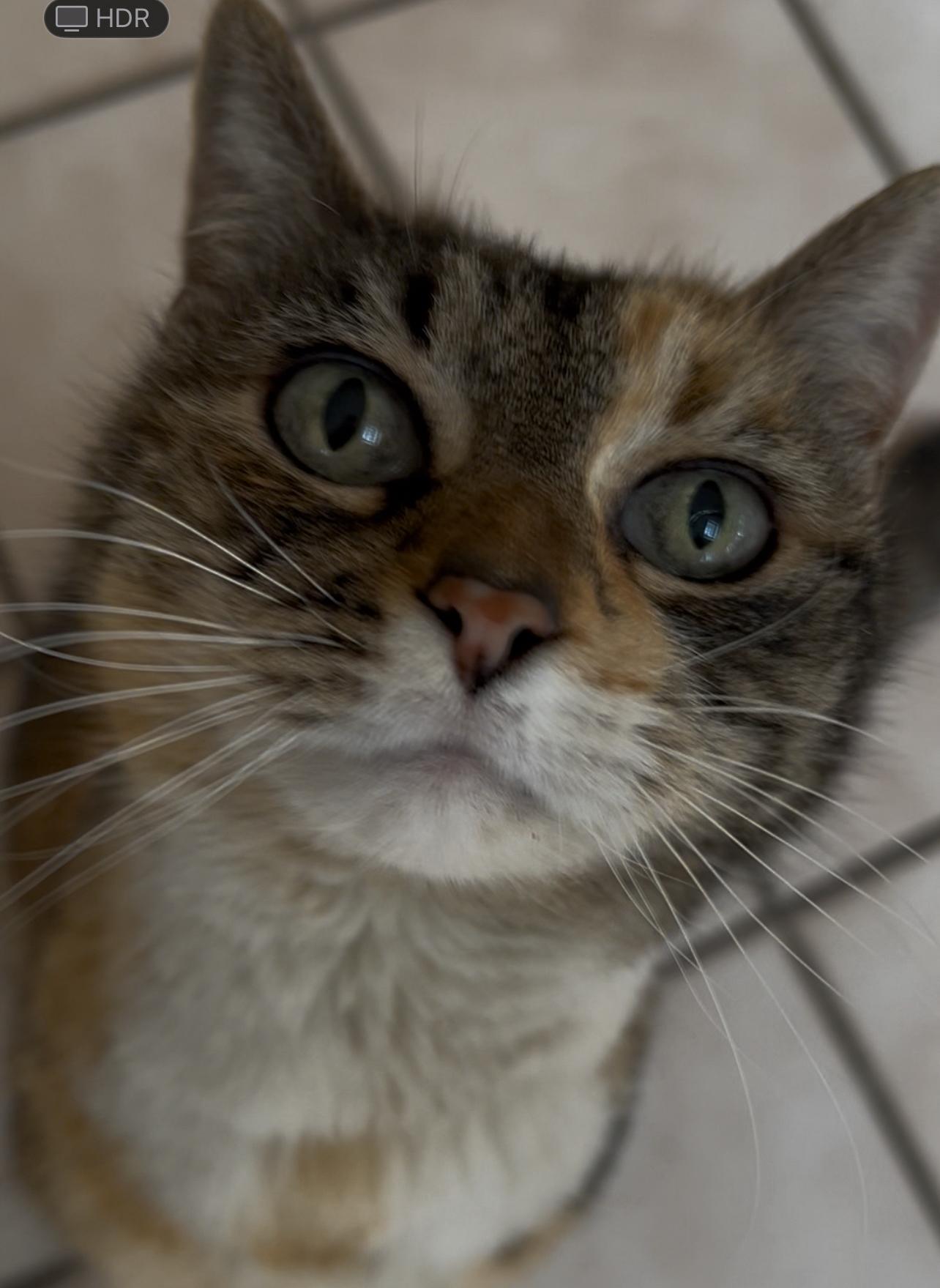 Binky, a Adopted Domestic Short Hair in Norwood, MA image 2/4