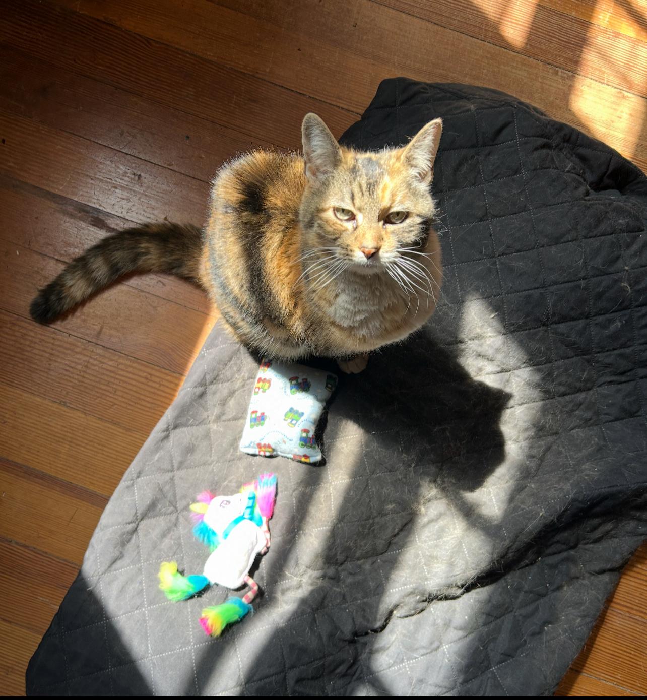 Binky, a Adopted Domestic Short Hair in Norwood, MA image 3/4