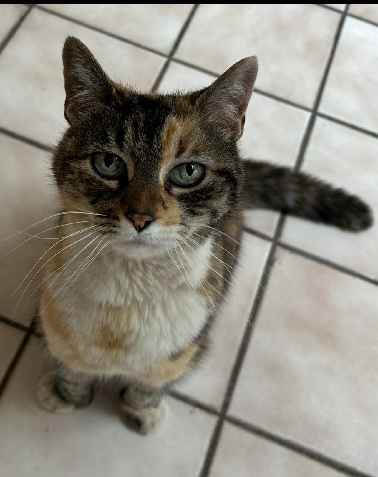 Binky, a Adopted Domestic Short Hair in Norwood, MA image 4/4