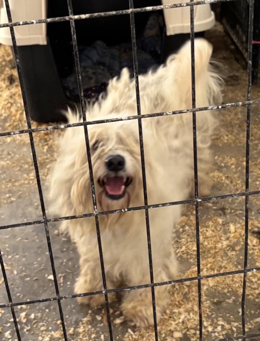 Lenox, ADOPTABLE, Young Male Havanese.