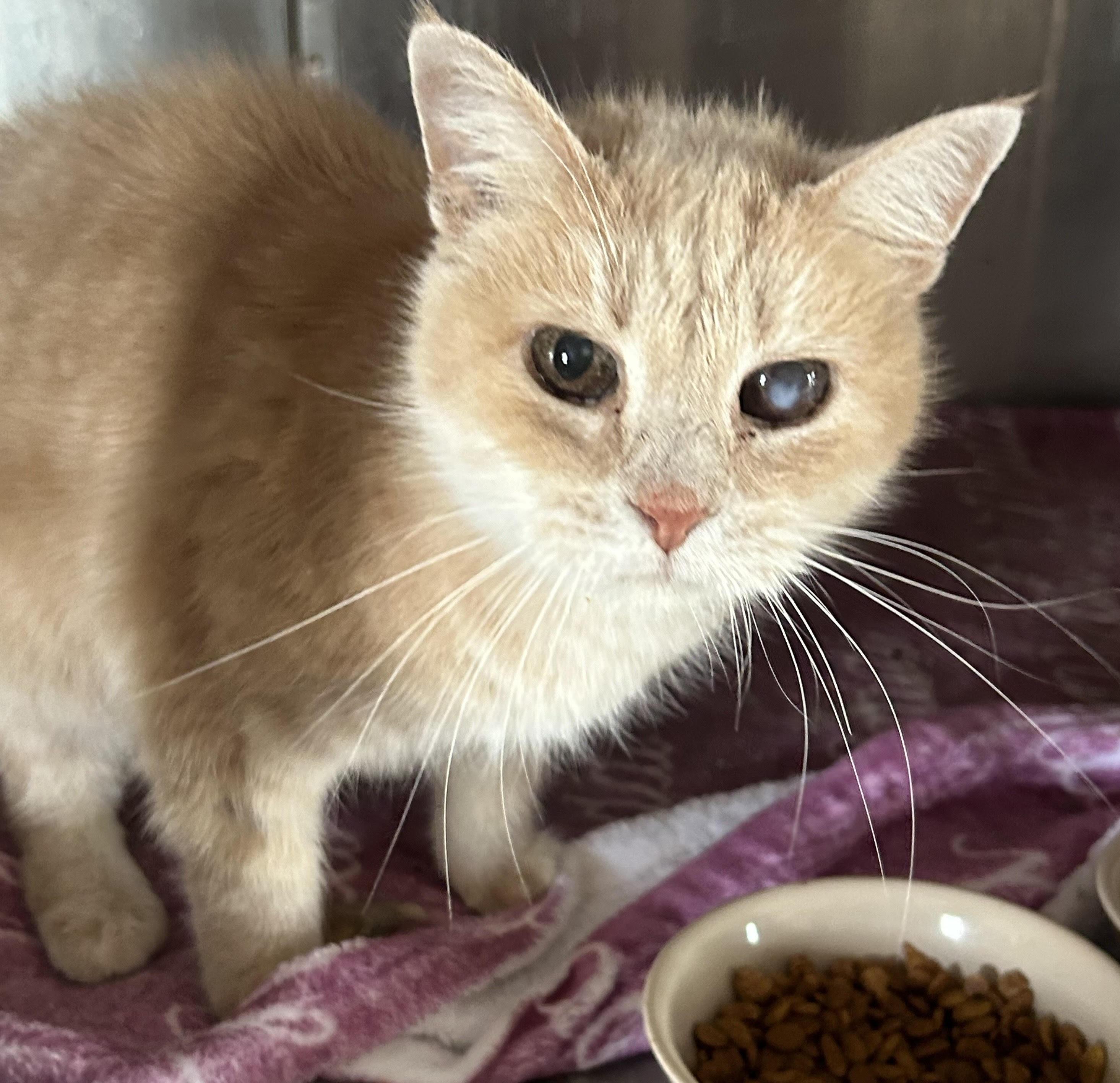 Sunny, Adoptable, Senior Female Domestic Medium Hair.