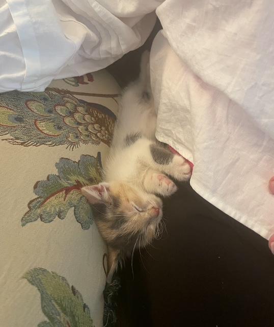 Tootsie, an adoptable Domestic Short Hair in Sedalia, CO, 80135 | Photo Image 1