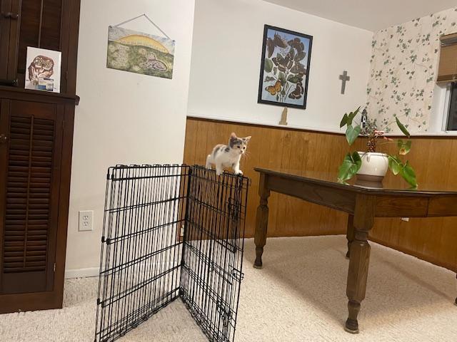 Tootsie, an adoptable Domestic Short Hair in Sedalia, CO, 80135 | Photo Image 3