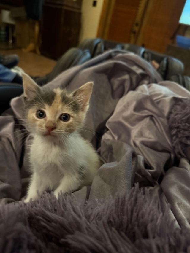 Tootsie, an adoptable Domestic Short Hair in Sedalia, CO, 80135 | Photo Image 2