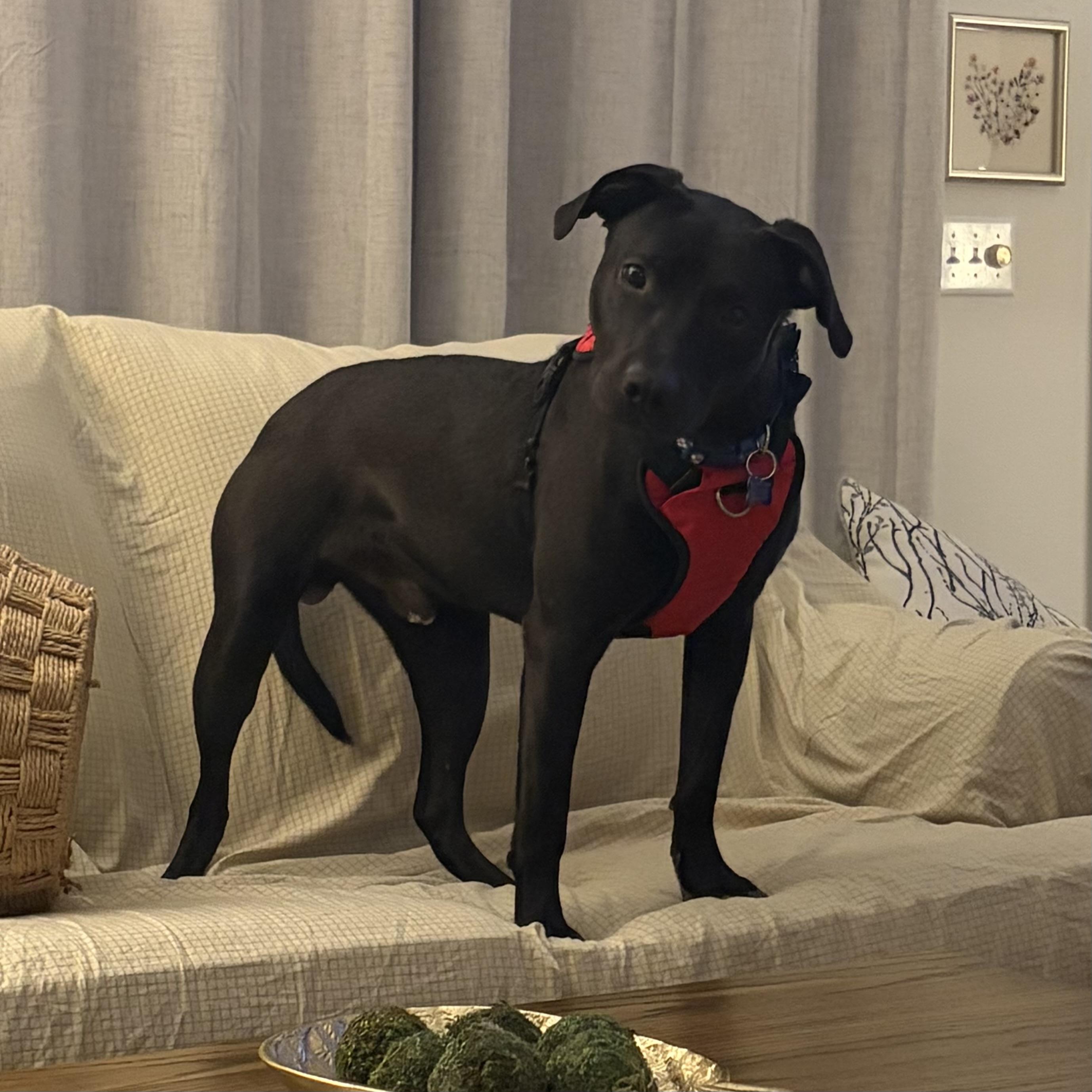 Vista — thumbnail 3