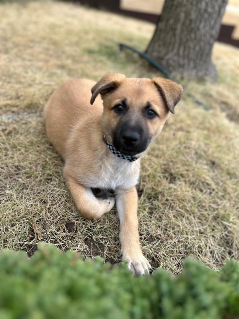 TROY — thumbnail 2