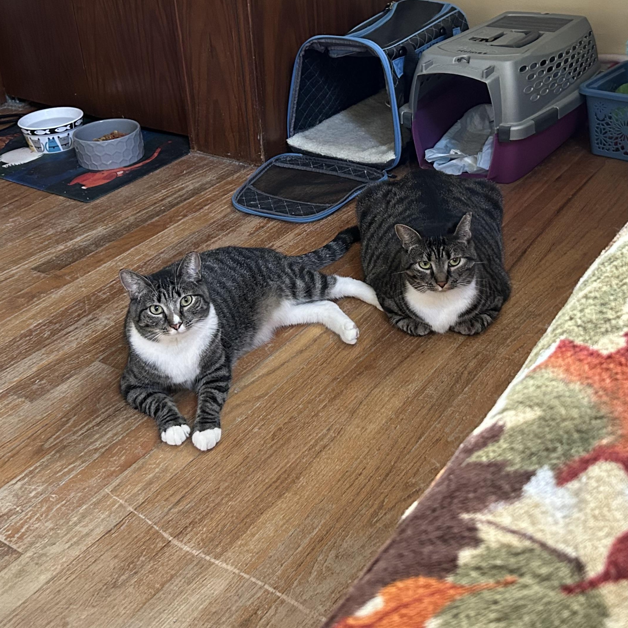 Alpha & Beta, Adoptable, Adult Female Domestic Short Hair.