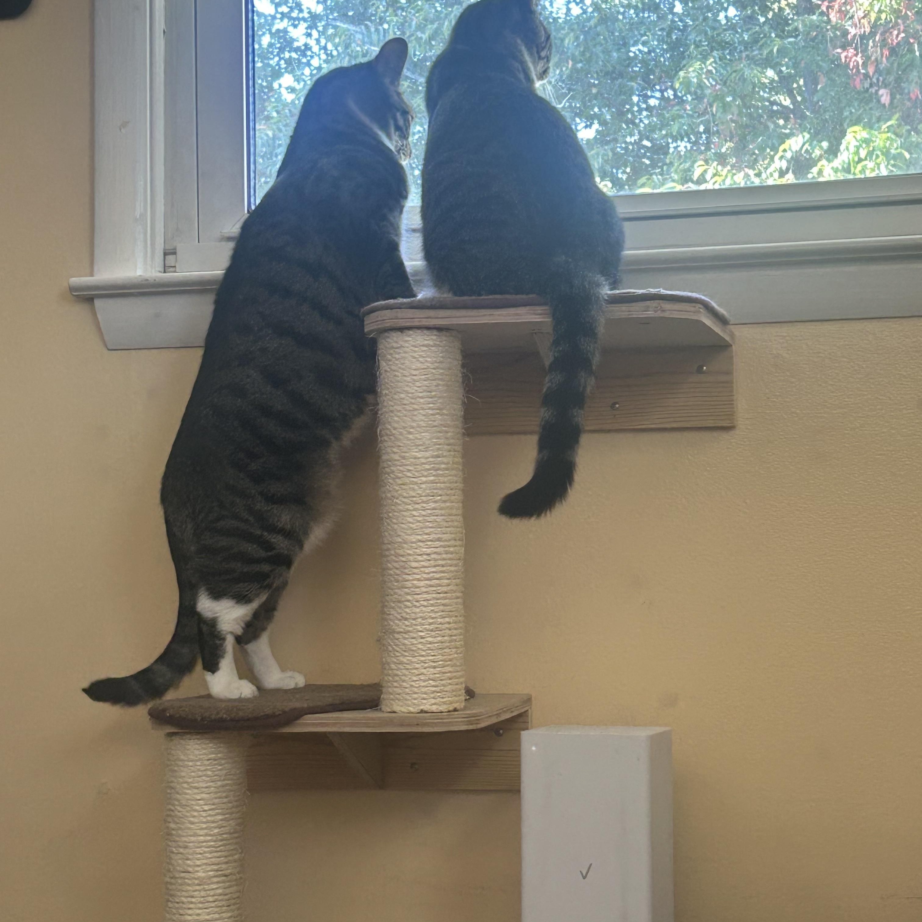 Alpha & Beta, a Adoptable Domestic Short Hair in Bellmawr, NJ image 2/6