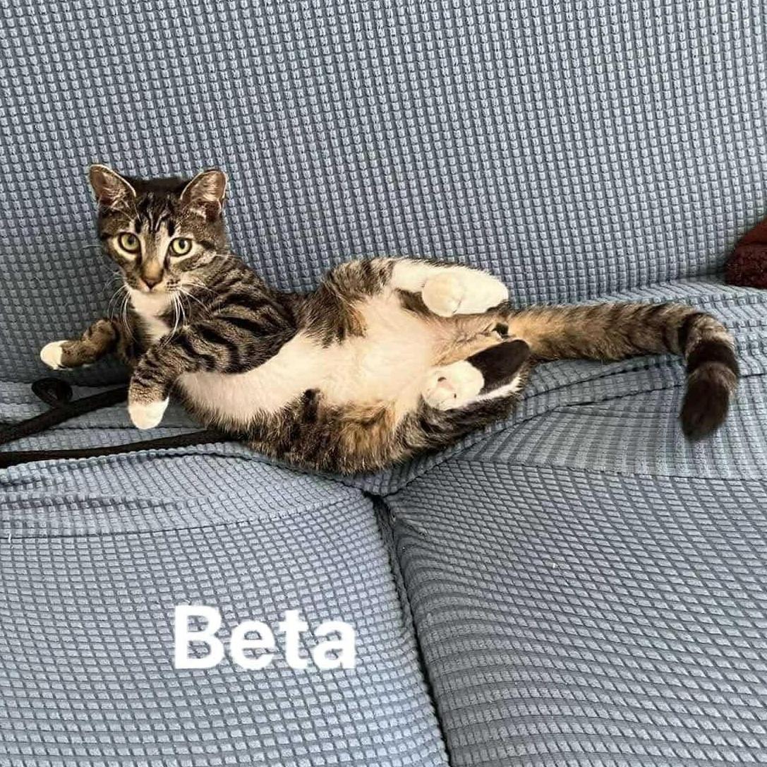 Alpha & Beta, a Adoptable Domestic Short Hair in Bellmawr, NJ image 3/6