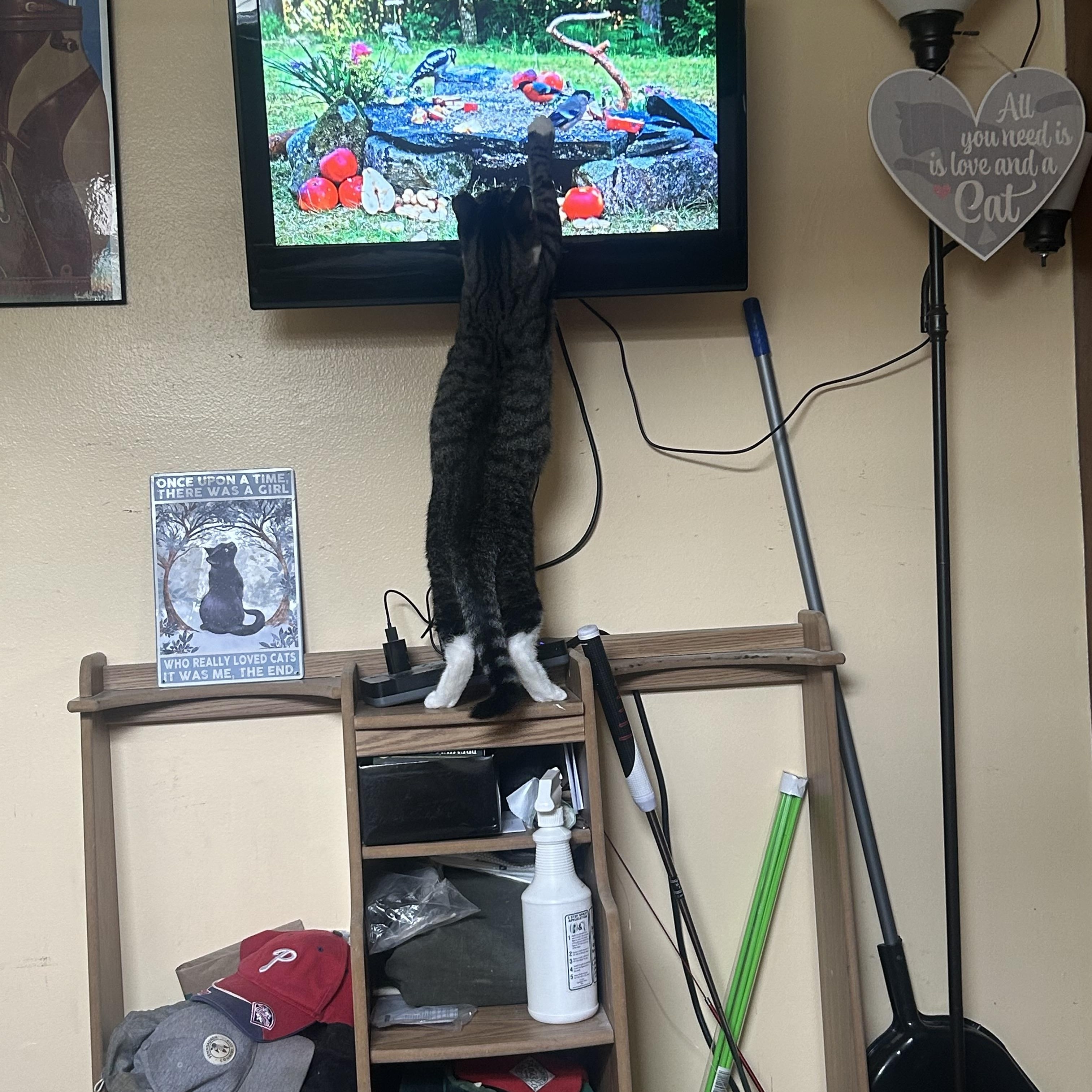 Alpha & Beta, a Adoptable Domestic Short Hair in Bellmawr, NJ image 5/6