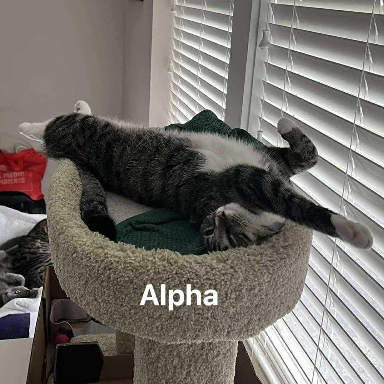 Alpha & Beta, a Adoptable Domestic Short Hair in Bellmawr, NJ image 4/6