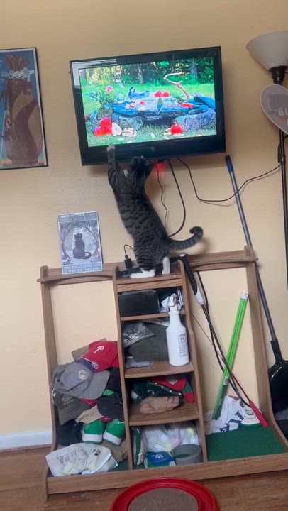 Enlarge Alpha & Beta, a Adoptable Domestic Short Hair in Bellmawr, NJ video 6/6