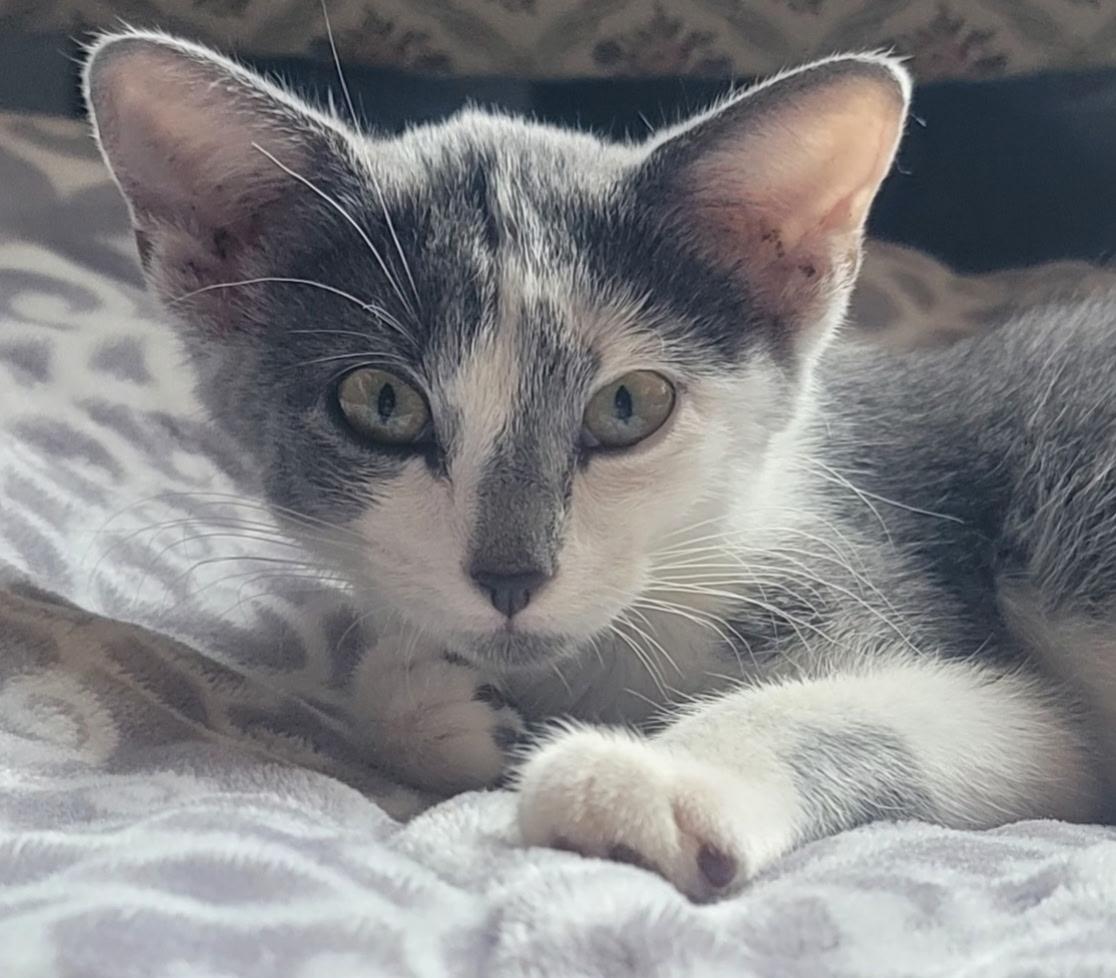 Enlarge BELL, a ADOPTABLE American Shorthair in Boonville, MO image 2/2