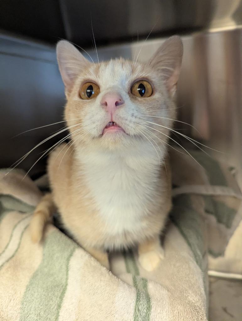 Enlarge Carl, a Adoptable mixed breed in Barron, WI image 1/6