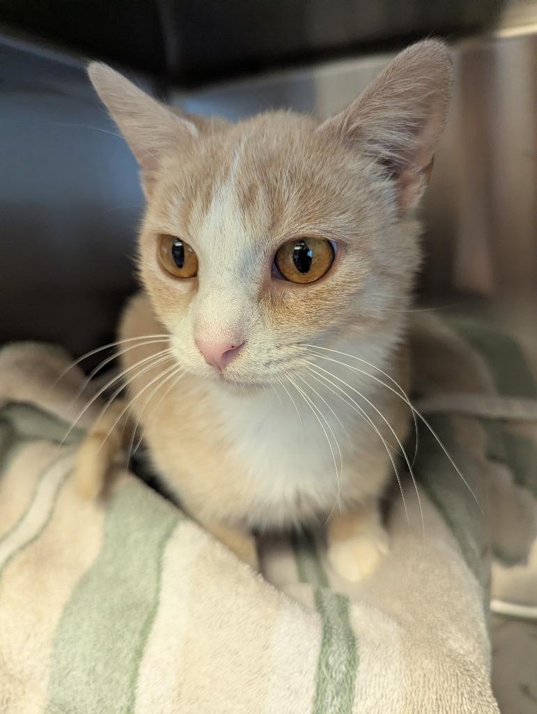 Enlarge Carl, a Adoptable mixed breed in Barron, WI image 2/6