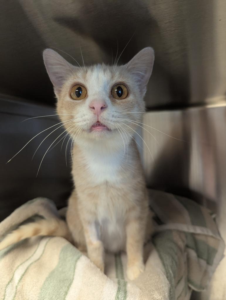 Enlarge Carl, a Adoptable mixed breed in Barron, WI image 3/6