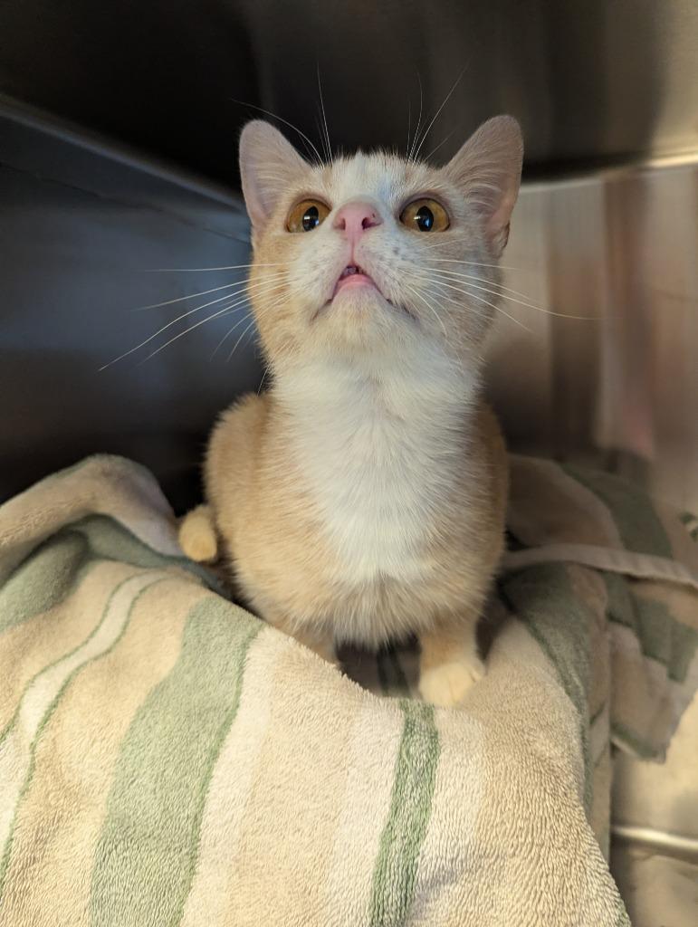 Enlarge Carl, a Adoptable mixed breed in Barron, WI image 4/6