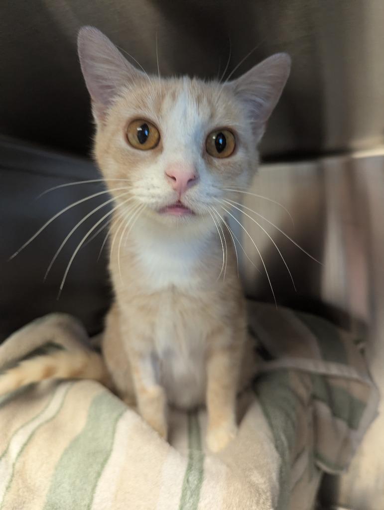 Enlarge Carl, a Adoptable mixed breed in Barron, WI image 5/6