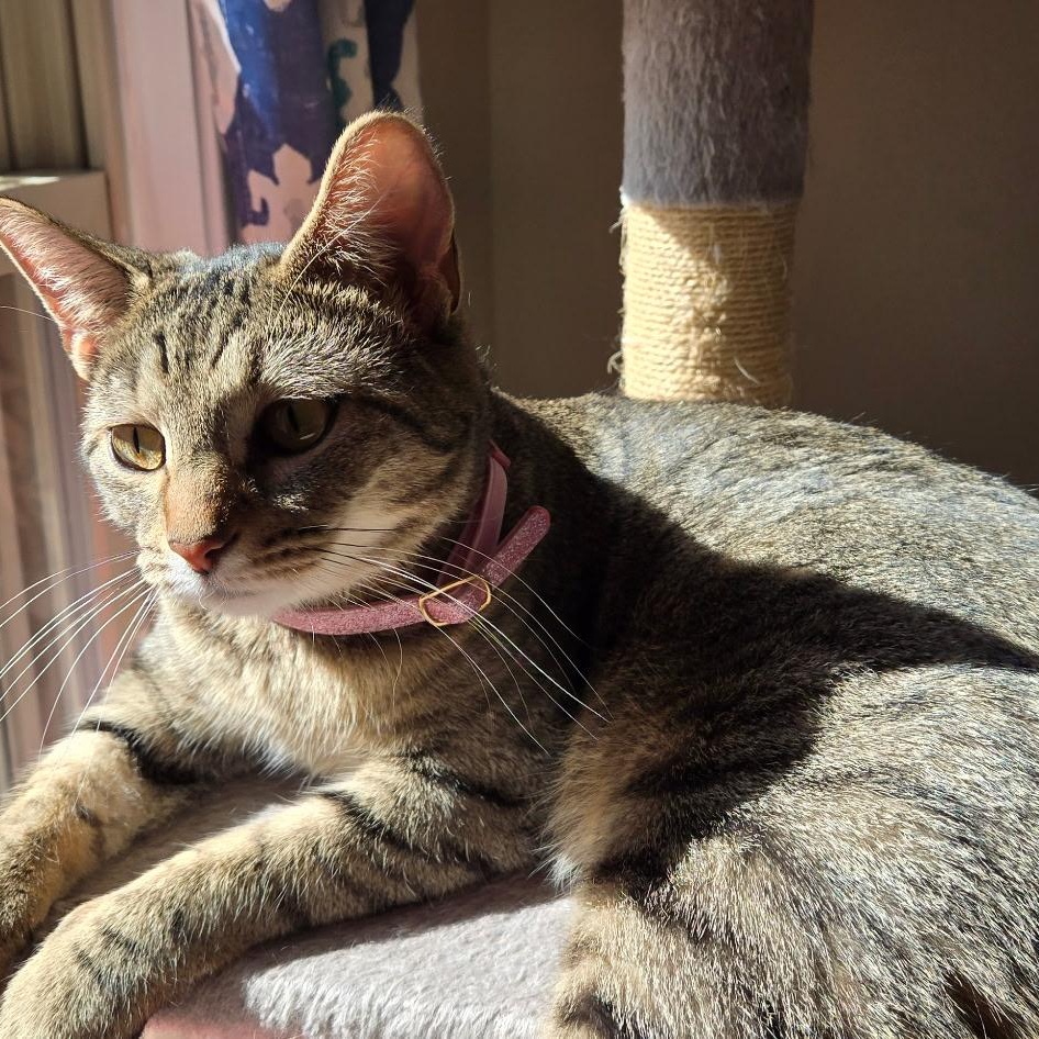 Enlarge Fiddle, a Adoptable Domestic Short Hair in Warwick, RI image 2/4