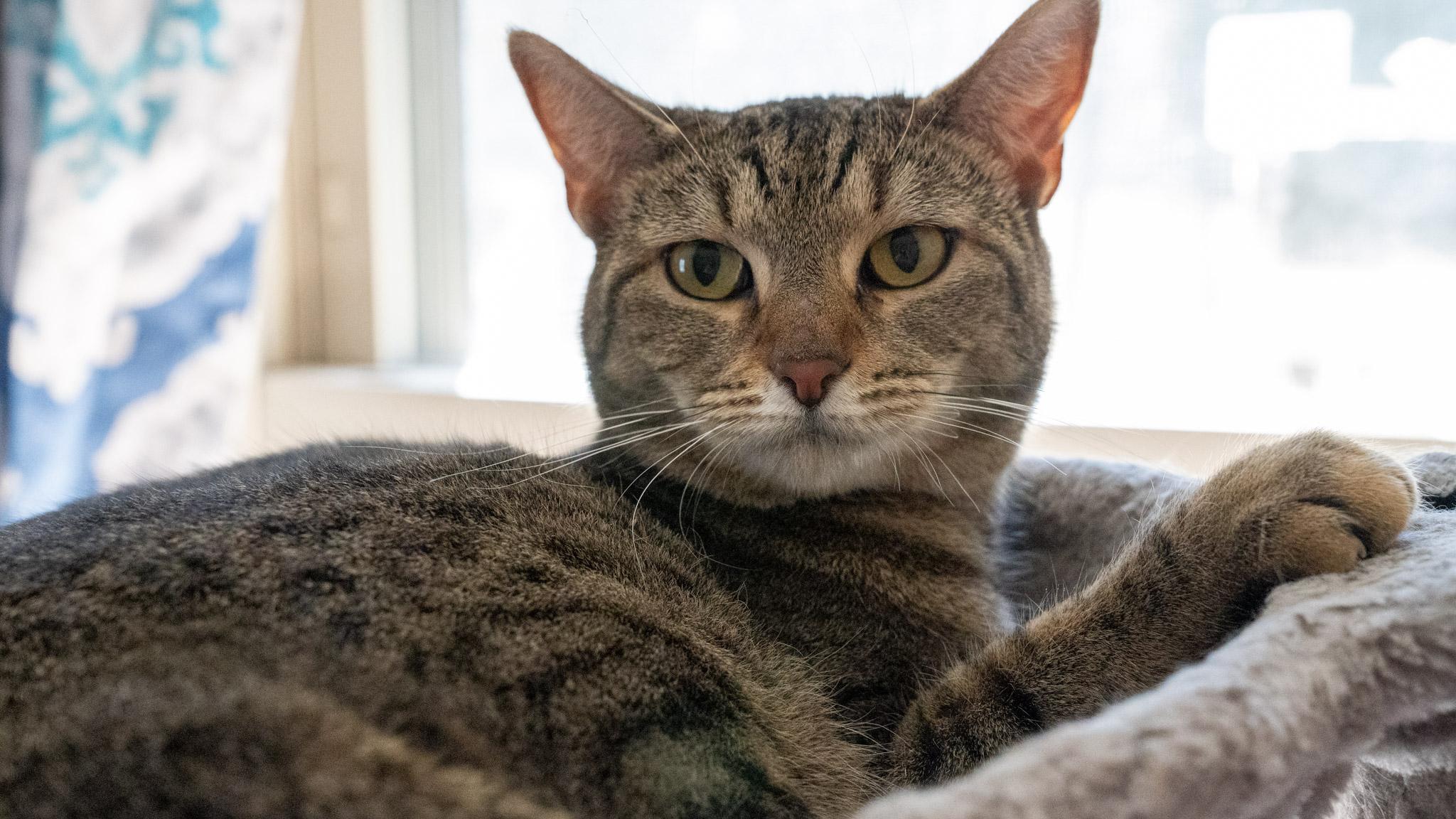Enlarge Fiddle, a Adoptable Domestic Short Hair in Warwick, RI image 1/5