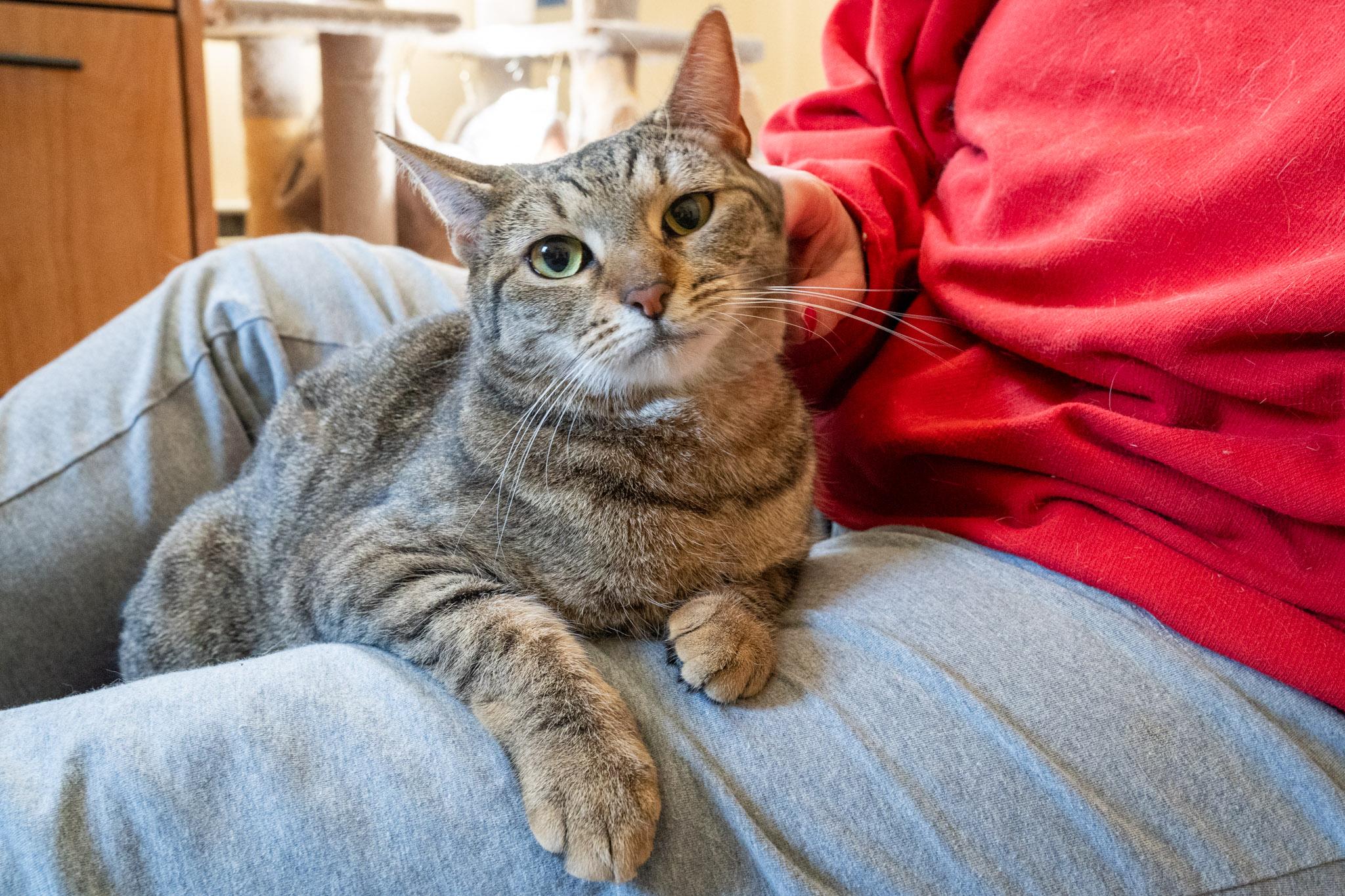 Enlarge Fiddle, a Adoptable Domestic Short Hair in Warwick, RI image 2/5
