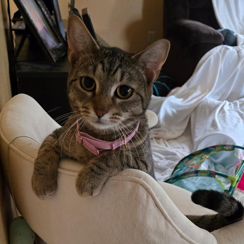 Enlarge Fiddle, a Adoptable Domestic Short Hair in Warwick, RI image 1/4